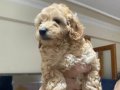 Çok tatlı maltipoo dişi yavrularımız