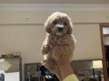 Çok tatlı maltipoo dişi yavrularımız