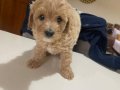 Çok tatlı maltipoo dişi yavrularımız