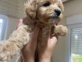 Çok tatlı maltipoo dişi yavrularımız