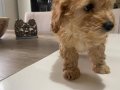 Çok tatlı maltipoo dişi yavrularımız