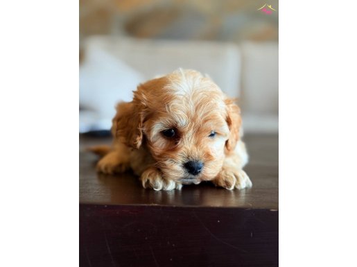 Safkan Maltipo yavrularımız