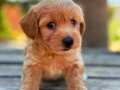 Maltipoo bebek