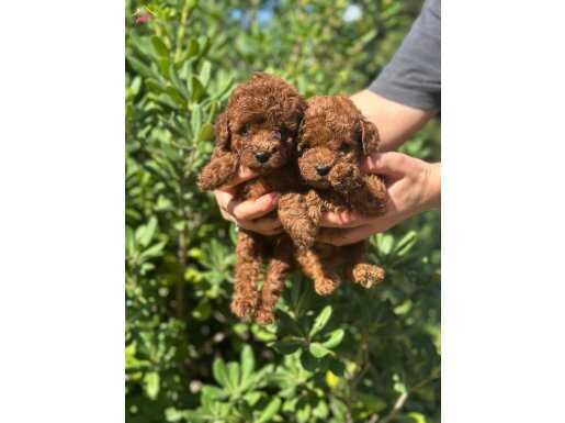 Kore Kan Red Brown Yavrular