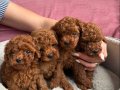 SHOW KALİTE RED BROWN TOY POODLE YAVRULAR