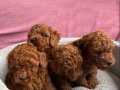 SHOW KALİTE RED BROWN TOY POODLE YAVRULAR