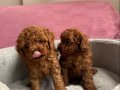 SHOW KALİTE RED BROWN TOY POODLE YAVRULAR