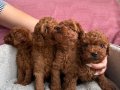 SHOW KALİTE RED BROWN TOY POODLE YAVRULAR