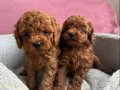 SHOW KALİTE RED BROWN TOY POODLE YAVRULAR