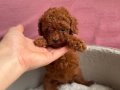 SHOW KALİTE RED BROWN TOY POODLE YAVRULAR