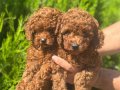 A kalite Poodle Yavrular 