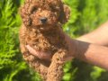 A kalite Poodle Yavrular 