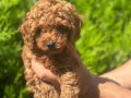 A kalite Poodle Yavrular 