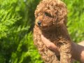 A kalite Poodle Yavrular 