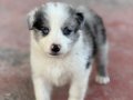 En zeki en tatlı Bordercollie yavruları merle kahve ve siyah
