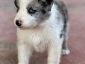 En zeki en tatlı Bordercollie yavruları merle kahve ve siyah