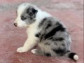 En zeki en tatlı Bordercollie yavruları merle kahve ve siyah