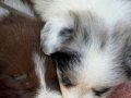 En zeki en tatlı Bordercollie yavruları merle kahve ve siyah