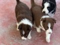 En zeki en tatlı Bordercollie yavruları merle kahve ve siyah