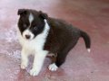 En zeki en tatlı Bordercollie yavruları merle kahve ve siyah