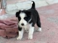 En zeki en tatlı Bordercollie yavruları merle kahve ve siyah