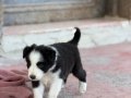 En zeki en tatlı Bordercollie yavruları merle kahve ve siyah