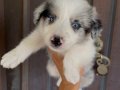 Border collie en zeki her renkten yavrular 
