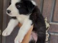 Border collie en zeki her renkten yavrular 
