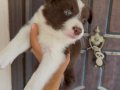 Border collie en zeki her renkten yavrular 