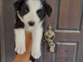 Border collie en zeki her renkten yavrular 