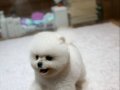 teddybear pomeranian yavrularımızzzz