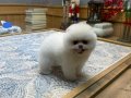 teddybear pomeranian yavrularımızzzz