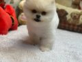 teddybear pomeranian yavrularımızzzz