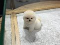 teddybear pomeranian yavrularımızzzz