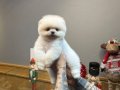 teddybear pomeranian yavrularımızzzz