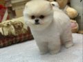 teddybear pomeranian yavrularımızzzz