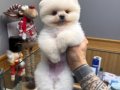 teddybear pomeranian yavrularımızzzz