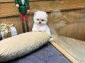 teddybear pomeranian yavrularımızzzz