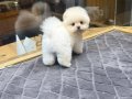 teddybear pomeranian yavrularımızzzz