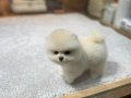teddybear pomeranian yavrularımızzzz
