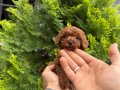 Toy Poodle Bebeklerimiiizzz