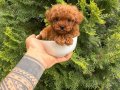 Toy Poodle Bebeklerimiiizzz