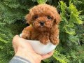 Toy Poodle Bebeklerimiiizzz