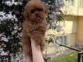 Toy Poodle Bebeklerimiiizzz