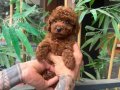 Toy Poodle Bebeklerimiiizzz