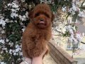 Toy Poodle Bebeklerimiiizzz