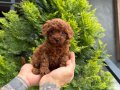 Toy Poodle Bebeklerimiiizzz