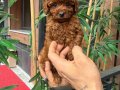 Toy Poodle Bebeklerimiiizzz