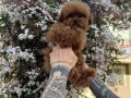 Toy Poodle Bebeklerimiiizzz
