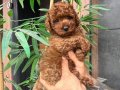 Minik Poodle Bebeklerimiz yeni yuvasına gitmeye hazırrr